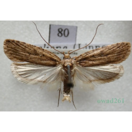 Agonopterix heracliana (Linnaeus, 1758) Czech80